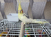 Male, 7 month old, Semi-Tame, with Cage Lutino Cockatiel