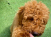 ABSOLUTELY STUNNING F2 COCKAPOO GIRL