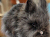 Lionhead pair