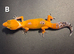 Juvenile Tangerine Morph Leopard Geckos