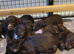 Gorgeous Chocolate F1 Sproodle Puppies *2 Left*