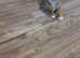 Pixie bob mixed kittens