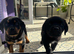 Rottweiler vs presa canario