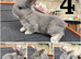 4 Continental giant x babies - waitlist open