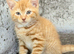 Ready to leave! BRITISH SHORTHAIR X KITTENS