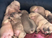 Beautiful KC Reg French Bulldogs