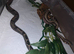 Baby boas
