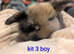 Pure bred Baby Mini lops