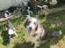 Border collie pups for sale