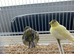 Three canaries not sure on sex