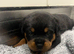 8 Rottweiler puppies