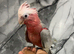 Hand-Rearing Baby Super Tame Cuddly Galah Cockatoo Parrot,15