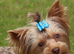 Beautiful chocolate Merle Yorkshire terrier male