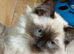 4 loving ragdoll kittens