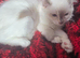 Stunning ragdoll kittens