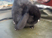 Stunning mini lops