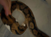 Female pastel yellow belly 100% het clown/male pied 100% het albino