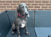 Stunning Female Weimaraner