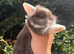 Lion head baby rabbits