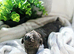 All puppies rehomed