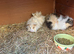 Baby guinea pigs