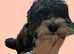 GET THE STYLE OUT OF YOUR DOGGIE !