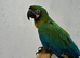 Rare stunning  Hybrid milligold macaw