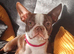 Gorgeous KC reg Boston terrier pups