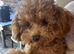 Red male Asian/toy poodle puppy