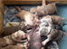 Pocket American Bully Puppies