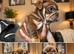 ENGLISH BULLDOGS