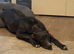 Deerhound bull greyhound