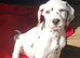 Last Dalmatian puppy
