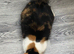 Calico kittens