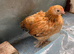 Polish, Silkies, Pekin bantam growers £10 to £15 each