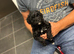 Gorgeous Schnoodle - LAST GIRL