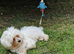 Puppy Bolognese girl
