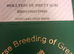 Sport horse broidmare