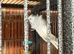 Breeding Helicopter budgies