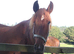 Broodmare