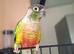Conure for sale