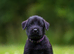 TRUE QUALITY GIANT SCHNAUZER PUPPIES