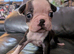 Beautiful Boston Terrier babies. Grey & white.Black & white.To forever loving homes.