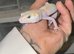 Female Mack Snow Tangerine Tremper