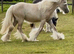 Kind Palomino yearling filly