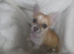 8 week old female Chihuahua