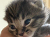 Beautiful Home-Reared Kittens – ready Sat 11th July