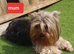 Yorkshire terrier puppies