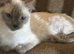 Female ragdoll tica and gccf 6 year old un neutered