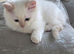 Gorgeous Pure Ragdoll Kittens .... READY TO LEAVE NOW !